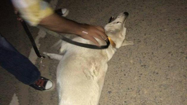The dog tortured by staff of a security agency.