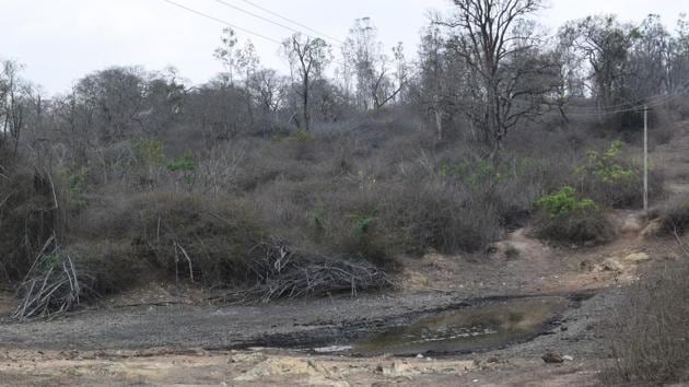 Dried up lantana bushes in Bandipur makes matters worse as it converts ground fires into canopy fires, where even trees were affected.(Vikram Gopal/Hindustan Times)