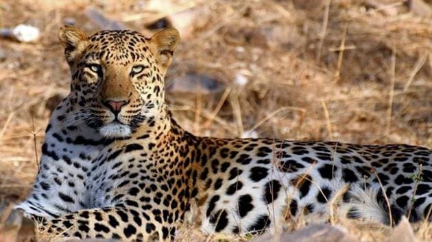 The big cat’s population in Rajasthan has declined over the years.(HT Photo)