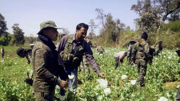 Police destroying poppy cultivation in Gadhwa district of Jharkhand. (PTI FILE PHOTO) Police destroying poppy cultivation in Gadhwa district of Jharkhand. (PTI FILE PHOTO)