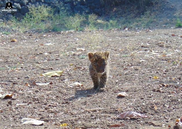 The cub was sent to Manikdoh Leopard Rescue Centre, Junnar.(WILDLIFE SOS)