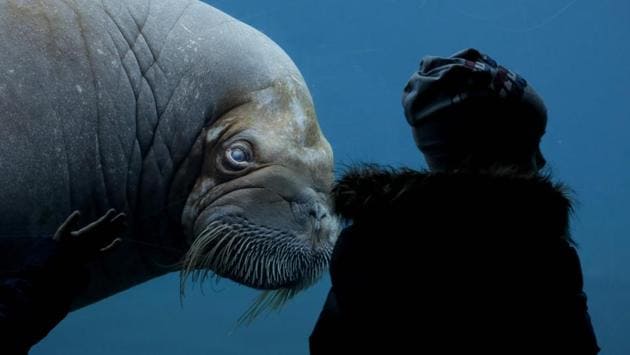 A visitor looks at a walrus (Odobenus rosmarus) on March 6, 2017 in a zoo Hamburg. (Axel Heimken / AFP) 