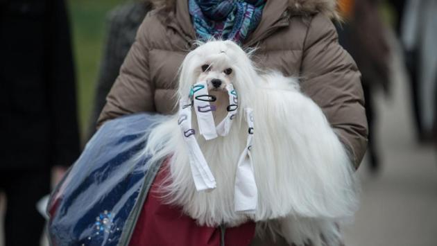 A dog owner arrives with her dog on the second day of the Crufts dog show at the National Exhibition Centre. (OLI SCARFF / AFP) A dog owner arrives with her dog on the second day of the Crufts dog show at the National Exhibition Centre. (OLI SCARFF / AFP)