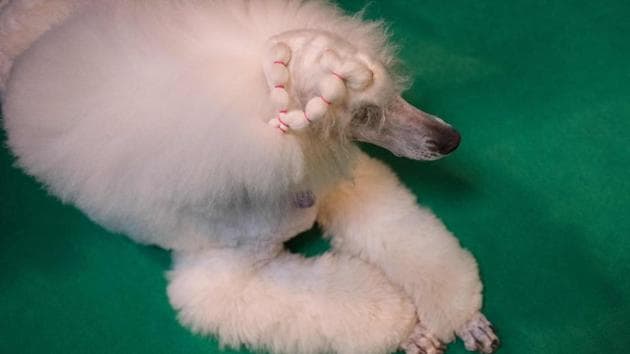 A Poodle dog waits to be groomed before being shown on the second day of the Crufts dog show. (OLI SCARFF / AFP) A Poodle dog waits to be groomed before being shown on the second day of the Crufts dog show. (OLI SCARFF / AFP)