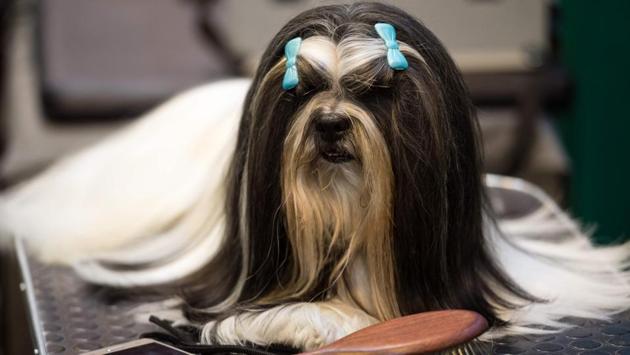 A Lhasa Apsos dog wearing bows is pictured on the second day of the Crufts dog show. (OLI SCARFF / AFP) A Lhasa Apsos dog wearing bows is pictured on the second day of the Crufts dog show. (OLI SCARFF / AFP)