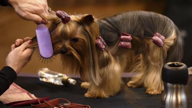 A Yorkshire Terrier is groomed on the second day of Crufts dog show. (Joe Giddens / AP) A Yorkshire Terrier is groomed on the second day of Crufts dog show. (Joe Giddens / AP)