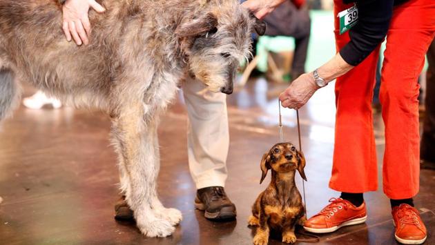 An Irish Wolfhound looks at a Dachshund during the first day of the Crufts Dog Show. (Darren Staples / REUTERS) An Irish Wolfhound looks at a Dachshund during the first day of the Crufts Dog Show. (Darren Staples / REUTERS)