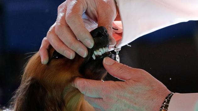 A Dachshund is judged during the first day of the Crufts Dog Show. (Darren Staples / REUTERS) A Dachshund is judged during the first day of the Crufts Dog Show. (Darren Staples / REUTERS)
