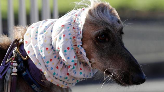 A dog wearing a head gear arrives for the first day of the Crufts Dog Show. (Darren Staples / REUTERS) A dog wearing a head gear arrives for the first day of the Crufts Dog Show. (Darren Staples / REUTERS)