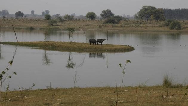 Yamuna Biodiversity Park is being redesigned so that it could attract more animals and to ensure that there is no man-animal conflict.(Raj K Raj/HT Photo)