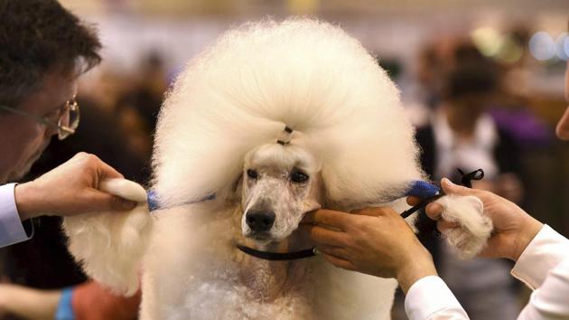 A poodle is groomed on the second day of Crufts dog show at the National Exhibition Centre. (AP) A poodle is groomed on the second day of Crufts dog show at the National Exhibition Centre. (AP)