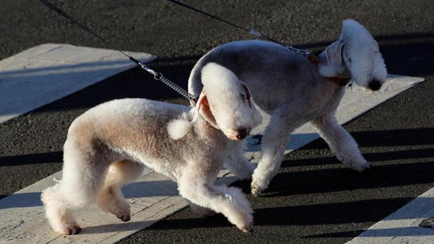 Dogs arrive for the first day of the Crufts Dog Show. (Darren Staples / REUTERS) Dogs arrive for the first day of the Crufts Dog Show. (Darren Staples / REUTERS)