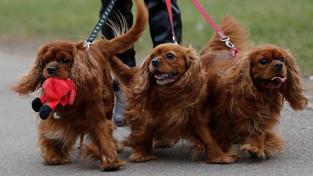 First held in 1891, Crufts is said to be the largest show of its kind in the world, the annual four day event features thousands of dogs competing for the coveted title of 'Best in Show.’ (Darren Staples / REUTERS) First held in 1891, Crufts is said to be the largest show of its kind in the world, the annual four day event features thousands of dogs competing for the coveted title of 'Best in Show.’ (Darren Staples / REUTERS)