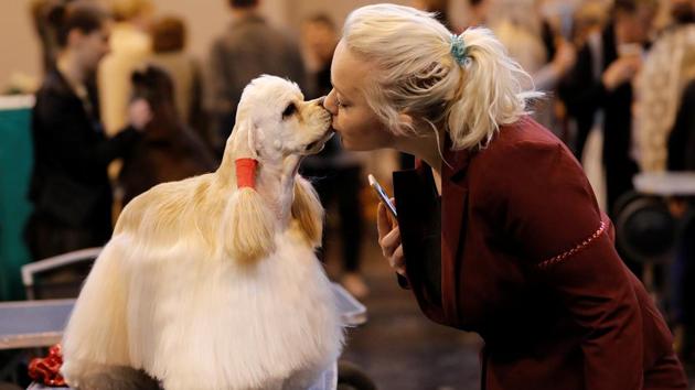 A woman kisses her American Cocker Spaniel during the third day of the Crufts Dog Show in Birmingham. (Darren Staples / REUTERS) A woman kisses her American Cocker Spaniel during the third day of the Crufts Dog Show in Birmingham. (Darren Staples / REUTERS)