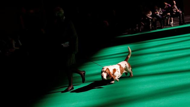 A Basset Hound is shown during the first day of the Crufts Dog Show. (Darren Staples / REUTERS) A Basset Hound is shown during the first day of the Crufts Dog Show. (Darren Staples / REUTERS)