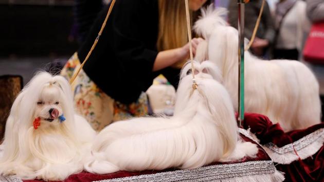 Maltese dogs are groomed during the second day of the Crufts Dog Show. (Darren Staples / REUTERS) Maltese dogs are groomed during the second day of the Crufts Dog Show. (Darren Staples / REUTERS)