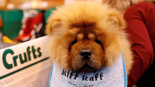 A Chow Chow is groomed during the second day of the Crufts Dog Show. (Darren Staples / REUTERS) A Chow Chow is groomed during the second day of the Crufts Dog Show. (Darren Staples / REUTERS)