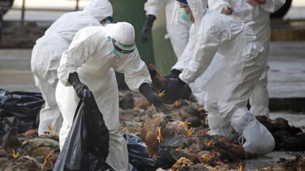 Health workers in full protective gear collect dead chickens after a culling operation.(AP File/ Representational Photo)