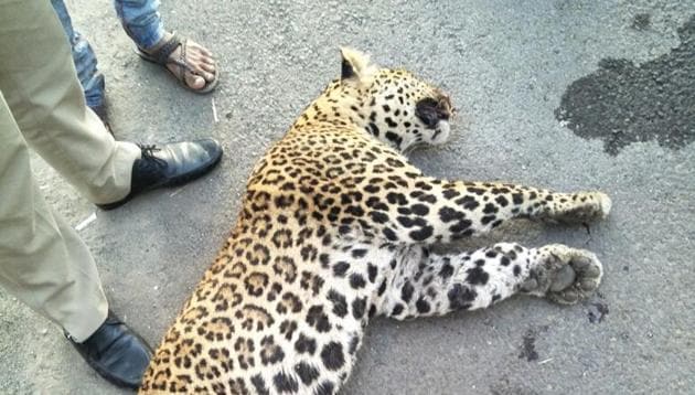 The leopard that was run over on the Mumbai-Pune expressway on Saturday.(HT Photo)