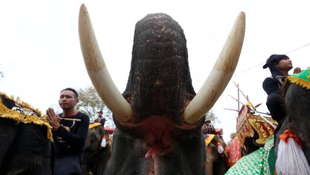 Mahouts pray while sitting on top of elephants. For centuries, elephants carried warriors into battle, took a key role in royal ceremonies and provided haulage for logging and other industries, in the absence of machines. (Chaiwat Subprasom/REUTERS)
