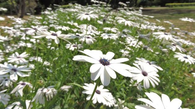 White African Moon Daisies bloom at Lodhi Garden in New Delhi. Unlike Treasure flowers these require attention and needs full Sun. (Anmol Wahi/HT Photo) 