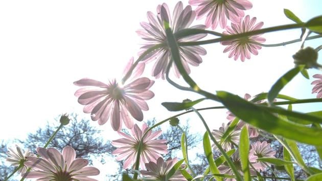 White African Moon Daisies bloom at Lodhi Garden. (Anmol Wahi/HT Photo) 