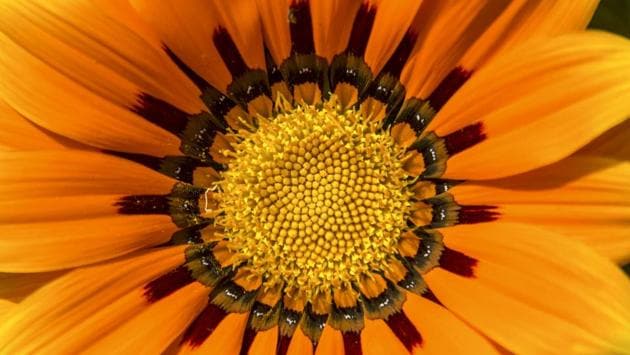 Treasure flower are drought-tolerant and are suitable to grow in containers. (Vageesh Lall/HT Photo) 