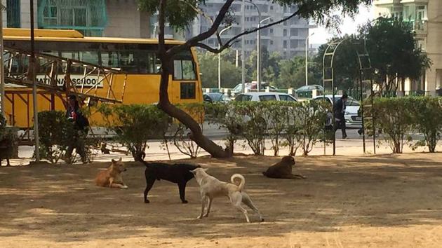 Residents said the children and elderly find it difficult to venture out because over 50 stray dogs are frequently seen roaming around. (HT Photo) Residents said the children and elderly find it difficult to venture out because over 50 stray dogs are frequently seen roaming around. (HT Photo)