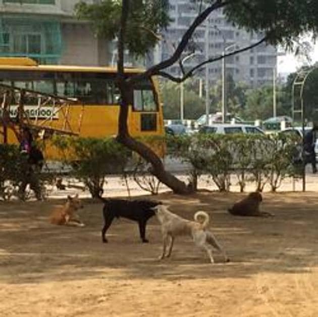 The MCG has decided to increase the number of agencies, which are presently working to catch hold of these animals and curb their numbers.(HT FILE PHOTO) The MCG has decided to increase the number of agencies, which are presently working to catch hold of these animals and curb their numbers.(HT FILE PHOTO)