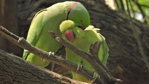 Parakeets enjoy the spring season at Lodhi Garden. (Anmol Wahi/HT Photo) 