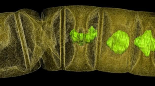 An X-ray tomographic picture of fossil thread-like red algae, unearthed in India, may represent the oldest-known plants on Earth.(REUTERS)