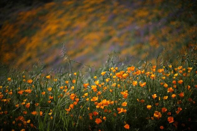 Southern California’s deserts and hillsides are ablaze with colour after a wet winter spurred what scientists say is the biggest wildflower bloom in years. (Lucy Nicholson / REUTERS) 