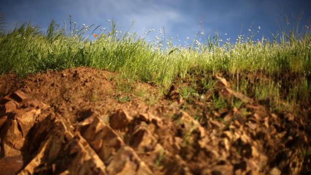 A massive spring wildflower bloom caused by a wet winter is seen in Lake Elsinore. (Lucy Nicholson / REUTERS) 