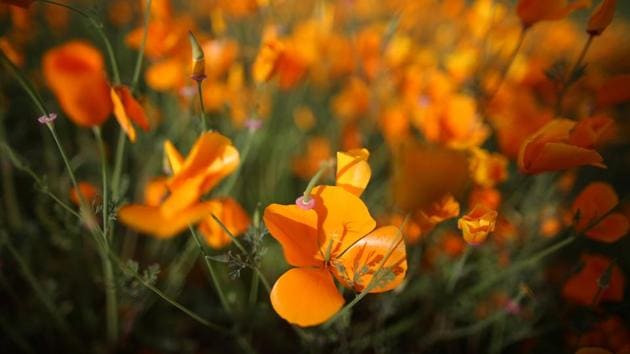 Wildflowers are starting to bloom in Southern California because of the heavy rain season. (Lucy Nicholson / REUTERS) 