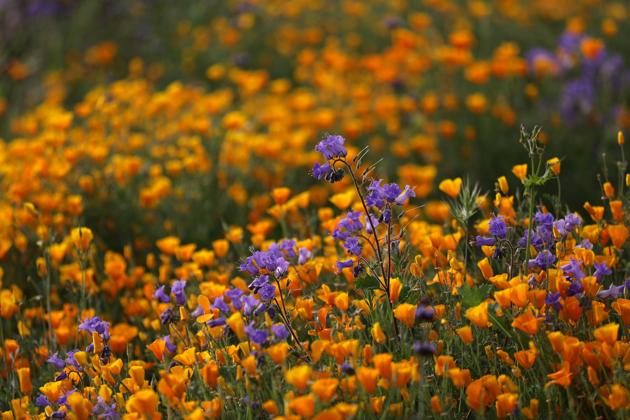 The flush of green and the burst of orange poppies on hillsides are teasing wildflower enthusiasts to visit Lake Elsinore.  (Lucy Nicholson / REUTERS) 
