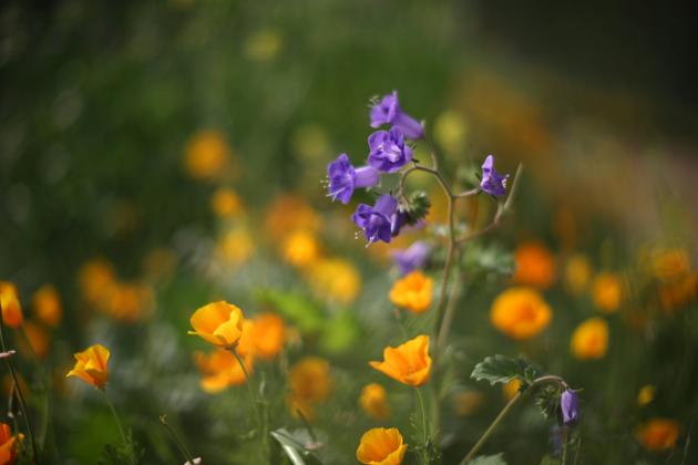 Sensational vistas of meadows and hillsides carpeted with California poppies and other wildflowers in northern Lake Elsinore attracted droves of visitors and stopped bypassers in their tracks over the weekend. (Lucy Nicholson / REUTERS) 
