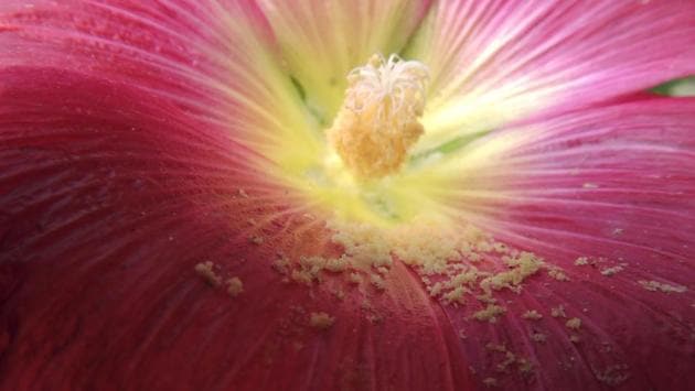 Pollen Grains fallen on the leaves of a Hollyhock flower at a garden of a Delhi school. (Anmol wahi/HT photo) 