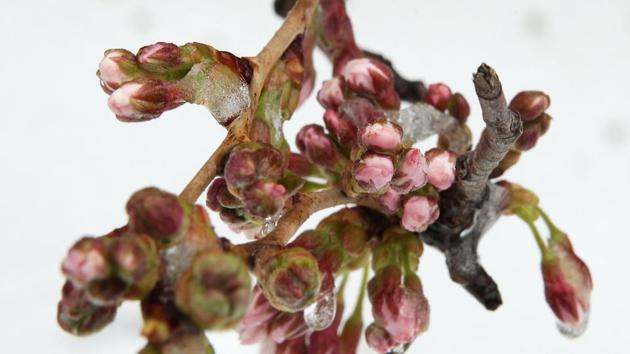 Flower buds on a cherry tree at Tidal Basin are wrapped with ice due to a snowstorm in Washington, DC. (Alex Wong/AFP)