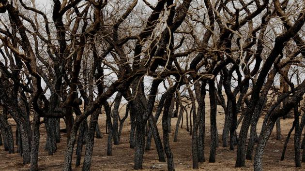 Scorched trees stand above pasture burned by wildfires near Higgins, Texas. (REUTERS)