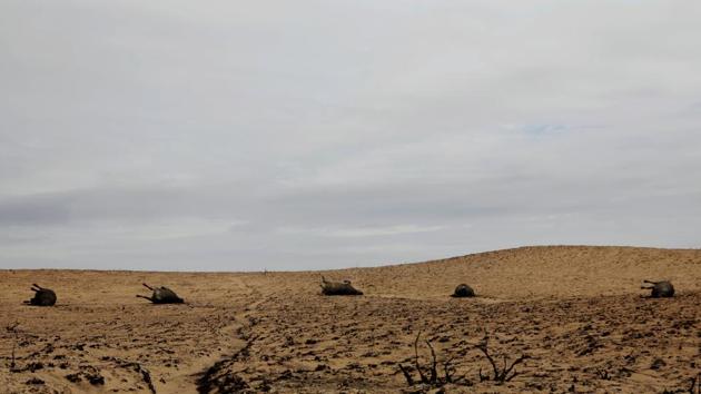 Cattle killed by wildfires lie in pasture burned by fires near Higgins, Texas, U.S.. (Lucas Jackson / REUTERS)