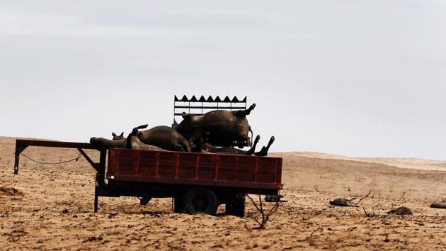 A rancher uses a tractor to load cattle killed by wildfires into a trailer for disposal near Higgins, Texas, U.S. (Lucas Jackson / REUTERS)