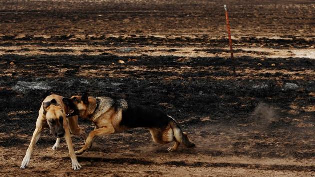 Dogs owned by rancher Nancy Schwerzenbach play in pasture burned by wildfires near Lipscomb, Texas, U.S. (Lucas Jackson / REUTERS)