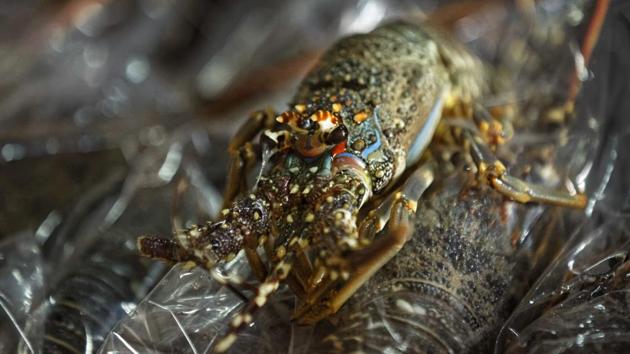 Lobsters are packed for export. The hijacked oil tanker was anchored Tuesday off the town of Alula, local elder Salad Nur told The Associated Press. He said young fishermen, including former pirates, had gone searching for a foreign ship to seize out of frustration. (Ben Curtis/AP) Lobsters are packed for export. The hijacked oil tanker was anchored Tuesday off the town of Alula, local elder Salad Nur told The Associated Press. He said young fishermen, including former pirates, had gone searching for a foreign ship to seize out of frustration. (Ben Curtis/AP)