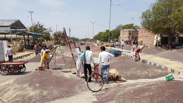 The daily average arrival of mustard in Bhamashah Mandi is around 8,000-10,000 quintals. (HT Photo) The daily average arrival of mustard in Bhamashah Mandi is around 8,000-10,000 quintals. (HT Photo)