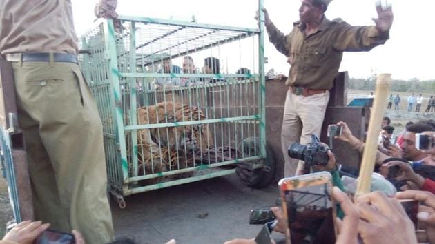 The tiger that killed two persons close to the Corbett reserve was caged after being tranquillised. (HT photo) The tiger that killed two persons close to the Corbett reserve was caged after being tranquillised. (HT photo)