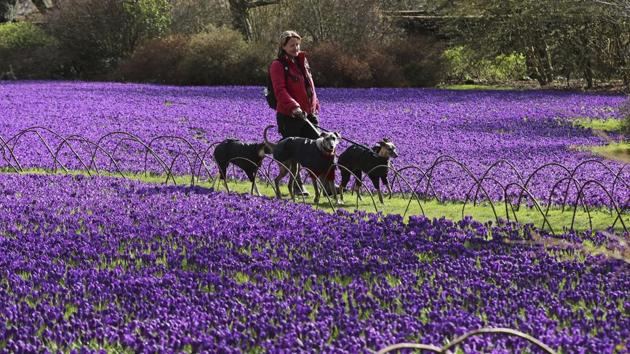 A woman walks her dogs through a colourful carpet of over 100,000 crocuses at Wallington Hall near Morpeth in northeastern England. (Owen Humphreys / AP)