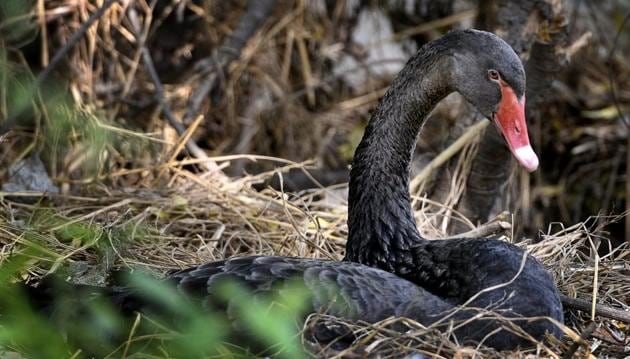 Officials believe the female black swan has hatched at least four eggs, but they cannot be sure.(Mohd Zakir/HT PHOTO) Officials believe the female black swan has hatched at least four eggs, but they cannot be sure.(Mohd Zakir/HT PHOTO)