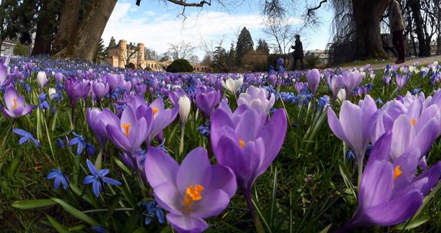 Purple and white crocuses blooming at the Botanical Garden in Karlsruhe. (AFP)