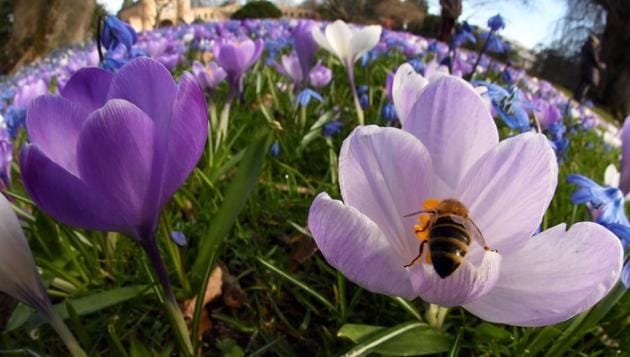 With a fisheye lens shows a bee collecting pollen from blooming crocuses at the Botanical Garden in Karlsruhe, southern Germany. Most crocuses also have very bright stigma, often orange or red, which is very much part of their display. (Uli Deck / AFP)