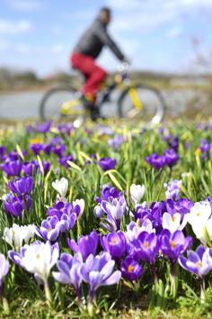 A man rides his bicycle near a meadow with crocuses in Dossenheim, near Heidelberg, Germany. (Uwe Anspach / AP)